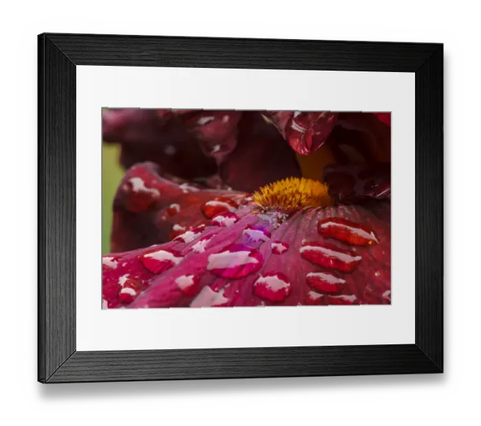 Framed Print : USA, Oregon, Keizer Schreiners Iris Garden, water droplets on hybrid iris Framed Print : USA, Oregon, Keizer Schreiners Iris Garden, water droplets on hybrid iris