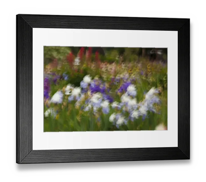 Framed Print : USA, Oregon, Keizer Schreiners Iris Garden, abstract of iris and garden Framed Print : USA, Oregon, Keizer Schreiners Iris Garden, abstract of iris and garden