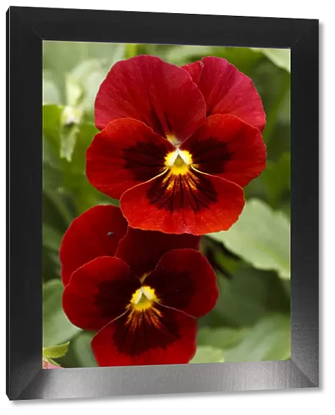 USA, Oregon, Keizer Schreiners Iris Garden, pansy