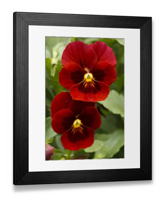 Framed Print : USA, Oregon, Keizer Schreiners Iris Garden, pansy Framed Print : USA, Oregon, Keizer Schreiners Iris Garden, pansy