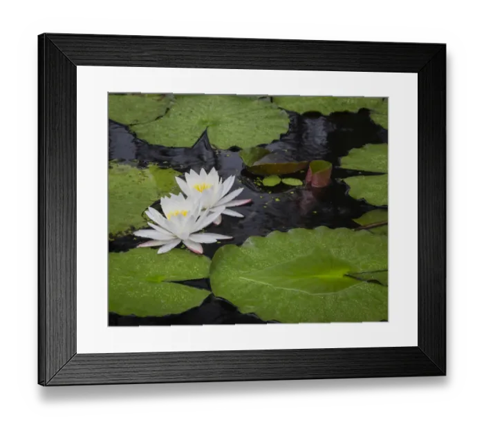 Framed Print : USA, South Carolina, Charleston, Cypress Gardens Framed Print : USA, South Carolina, Charleston, Cypress Gardens