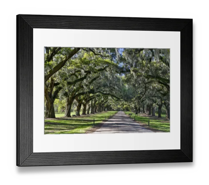 Framed Print : Boone Hall Plantation Oak lined road, Charelston South Carolina Framed Print : Boone Hall Plantation Oak lined road, Charelston South Carolina