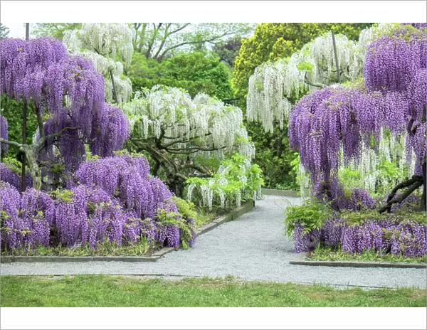 Japanese Wisteria, Longwood Gardens, Kennett Square, Pennsylvania, USA