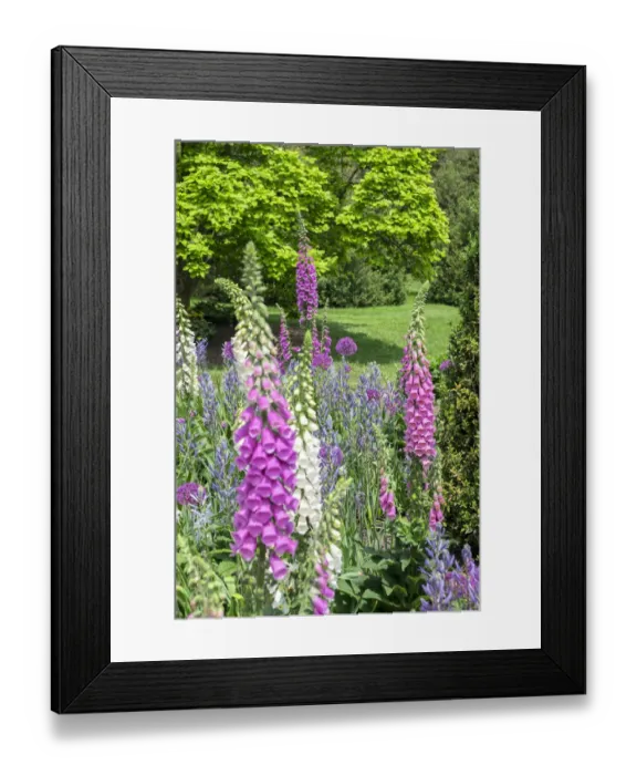 Framed Print : Longwood Gardens, spring flowers, Kennett Square, Pennsylvania, USA