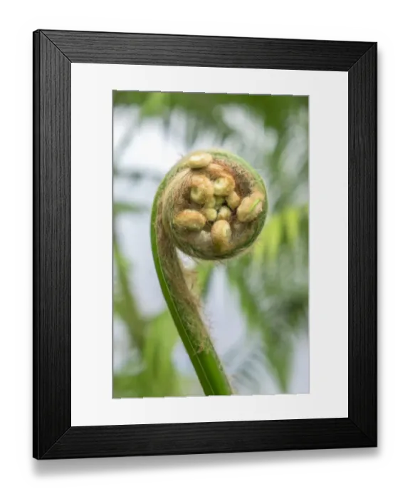 Framed Print : Fiddlehead, Fern, USA