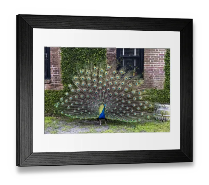 Framed Print : USA, South Carolina, Charleston, The Inn at Middleton Place, Displaying Peacock