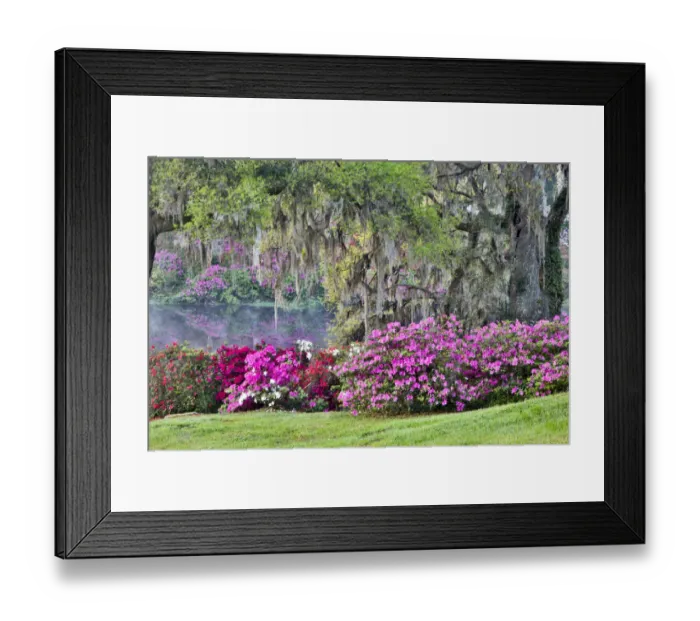 Framed Print : USA, South Carolina, Charleston, The Inn at Middleton Place, Calm Among the Flowers Framed Print : USA, South Carolina, Charleston, The Inn at Middleton Place, Calm Among the Flowers