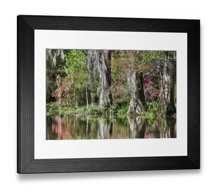 Framed Print : United States, North Carolina, Magnolia Plantation, Tree Trunks and Reflection in Framed Print : United States, North Carolina, Magnolia Plantation, Tree Trunks and Reflection in