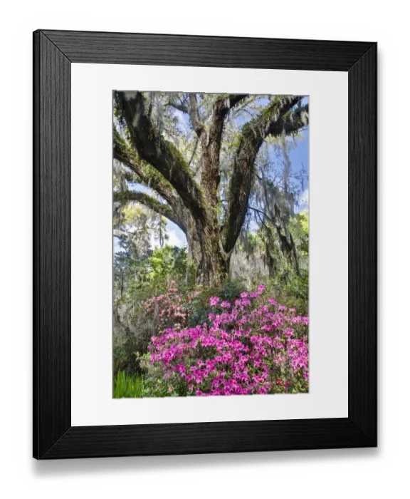 Framed Print : United States, North Carolina, Magnolia Plantation, Moss-Covered Tree Trunk with Azaleas