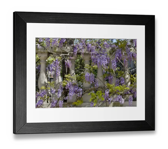 Framed Print : Wisteria growing on column fence in downtown Charleston, South Carolina Framed Print : Wisteria growing on column fence in downtown Charleston, South Carolina