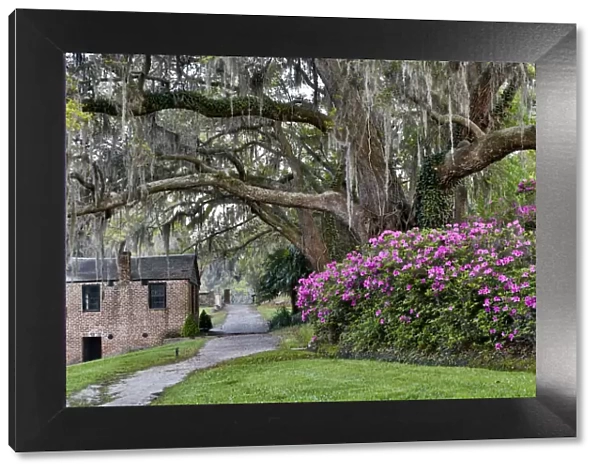 Oak Springtime azelea blooming Middleton Place Plantation, Charleston South Carolina