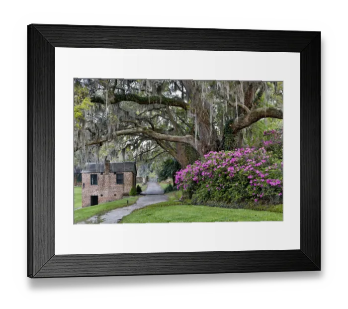 Framed Print : Oak Springtime azelea blooming Middleton Place Plantation, Charleston South Carolina