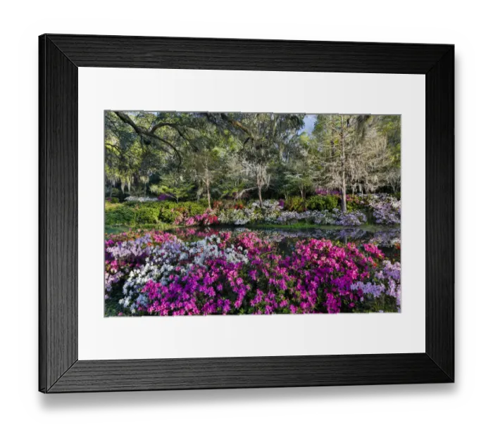 Framed Print : Azeleas in full bloom Middleton Place, Charleston South Carolina Framed Print : Azeleas in full bloom Middleton Place, Charleston South Carolina