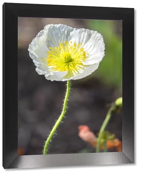 White Poppy, garden, USA