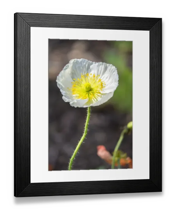 Framed Print : White Poppy, garden, USA Framed Print : White Poppy, garden, USA