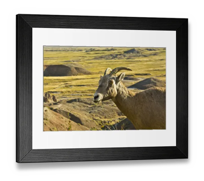 Framed Print : female Bighorn Sheep; in landscape; Badlands Loop Road; Badlands National Park; South Framed Print : female Bighorn Sheep; in landscape; Badlands Loop Road; Badlands National Park; South