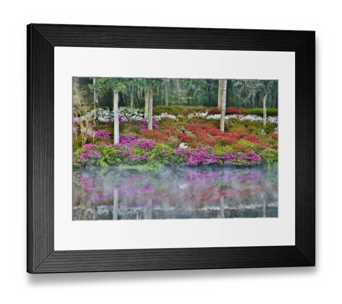 Framed Print : United States, North Carolina, Charleston, Middleton Place, Azaleas Reflecting in Framed Print : United States, North Carolina, Charleston, Middleton Place, Azaleas Reflecting in