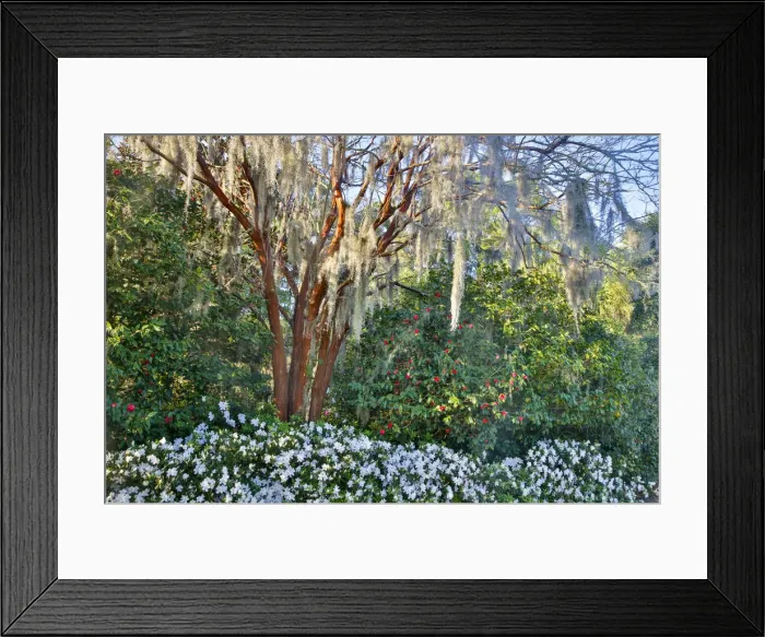 Framed Print : United States, North Carolina, Charleston, Middleton Place, Tree with Azaleas Framed Print : United States, North Carolina, Charleston, Middleton Place, Tree with Azaleas