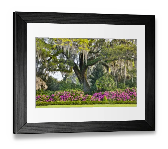 Framed Print : United States, North Carolina, Charleston, Middleton Place, Moss-Covered Tree and Azaleas Framed Print : United States, North Carolina, Charleston, Middleton Place, Moss-Covered Tree and Azaleas