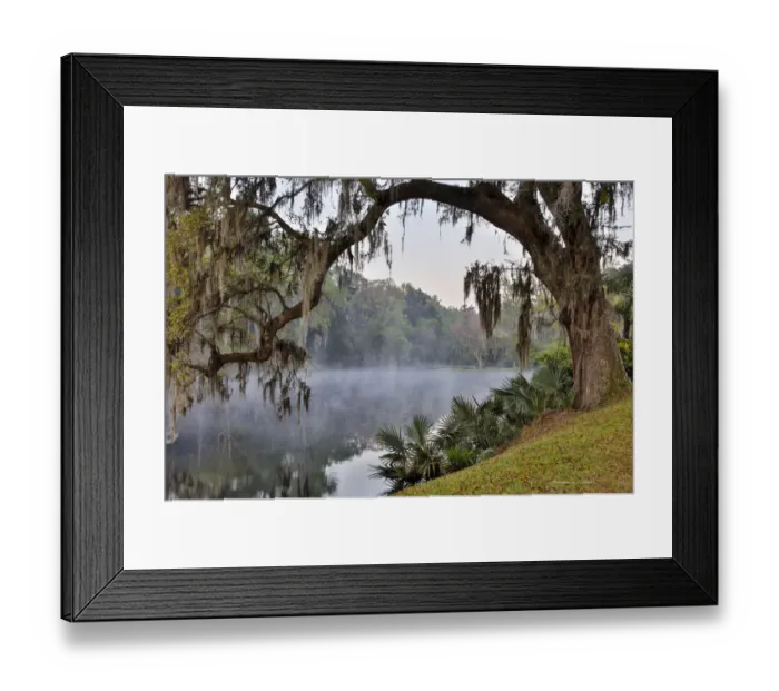 Framed Print : United States, North Carolina, Charleston, Middleton Place, Early Morning Mist Framed Print : United States, North Carolina, Charleston, Middleton Place, Early Morning Mist