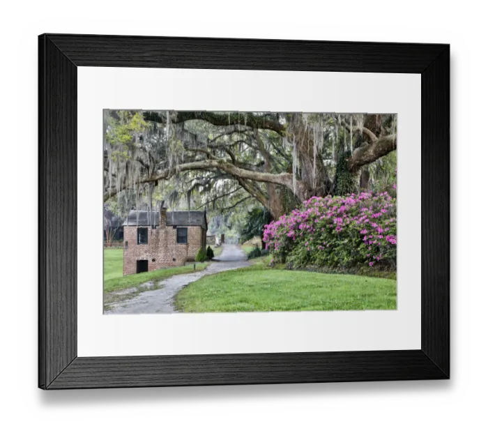 Framed Print : United States, North Carolina, Charleston, Middleton Place, Pathway Through the Plantation Framed Print : United States, North Carolina, Charleston, Middleton Place, Pathway Through the Plantation