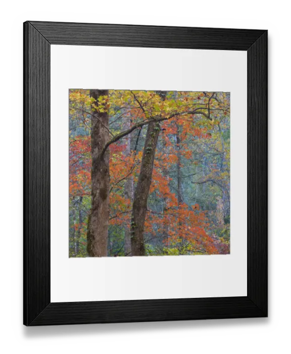 Framed Print : USA, Tennessee. Forest scenic in autumn. Credit as: Don Paulson  /  Jaynes Gallery  /  DanitaDelimont