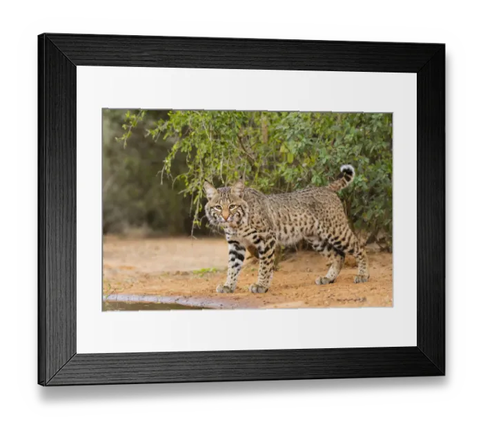 Framed Print : Bobcat (Lynx rufus) drinking Framed Print : Bobcat (Lynx rufus) drinking