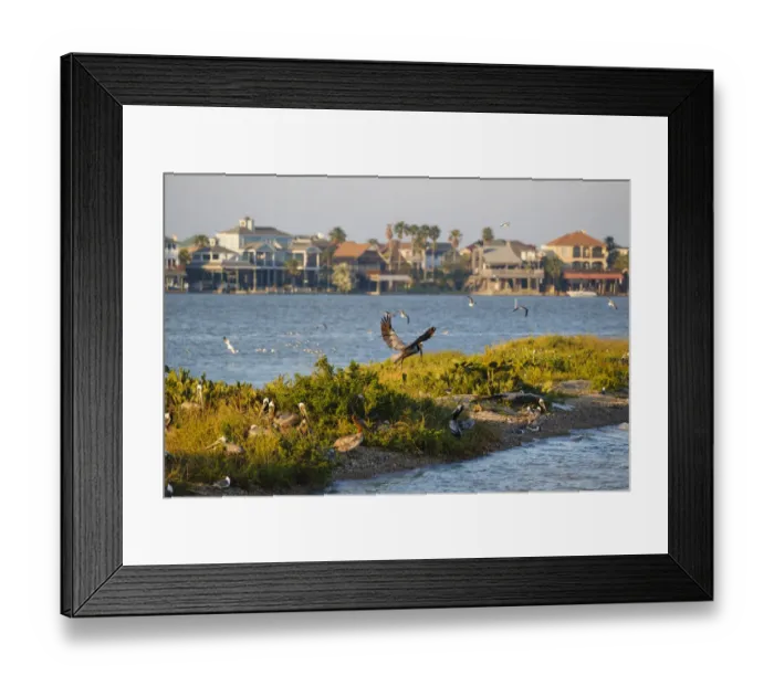 Framed Print : Brown Pelicans (Pelecanus occidentalis) in flight