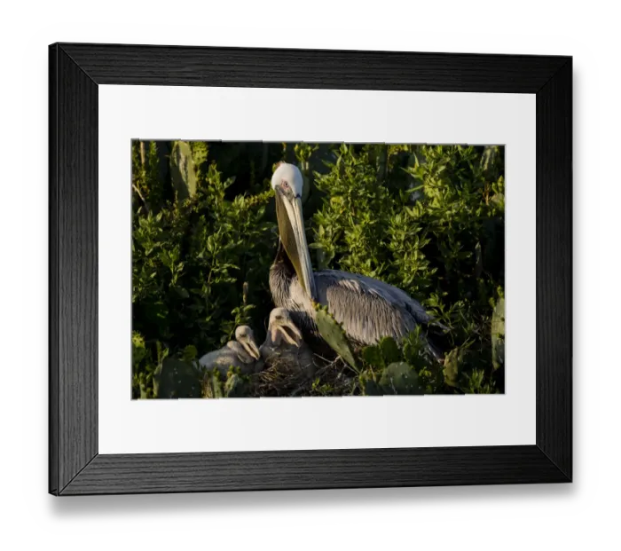 Framed Print : Brown Pelicans (Pelecanus occidentalis) nesting