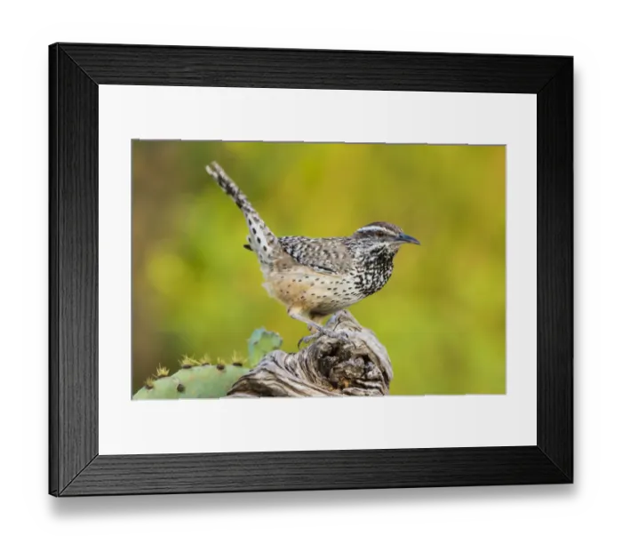 Framed Print : Cactus Wren (Campylorhynchus brunneidapillus) adult feeding Framed Print : Cactus Wren (Campylorhynchus brunneidapillus) adult feeding