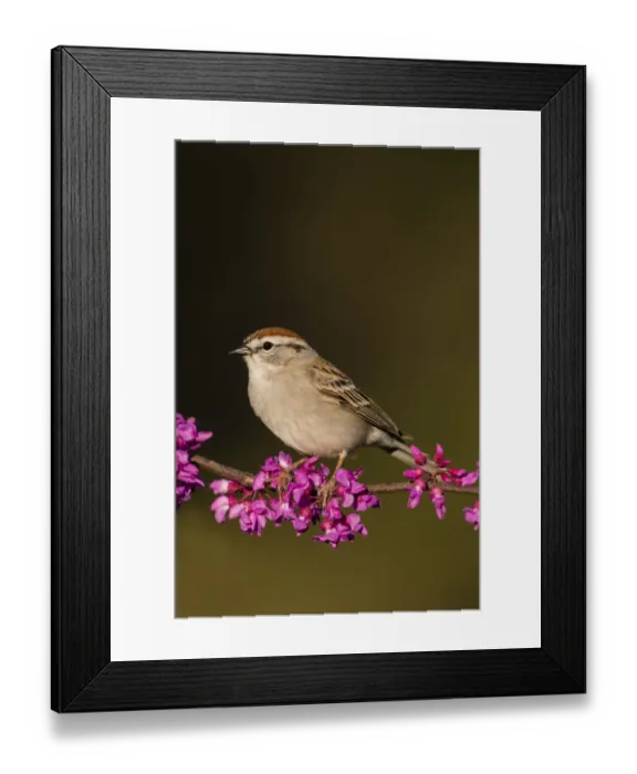 Framed Print : Chipping Sparrow (Spizella passerina) perched Framed Print : Chipping Sparrow (Spizella passerina) perched