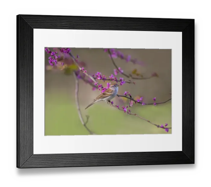 Framed Print : Chipping Sparrow (Spizella passerina) perched Framed Print : Chipping Sparrow (Spizella passerina) perched