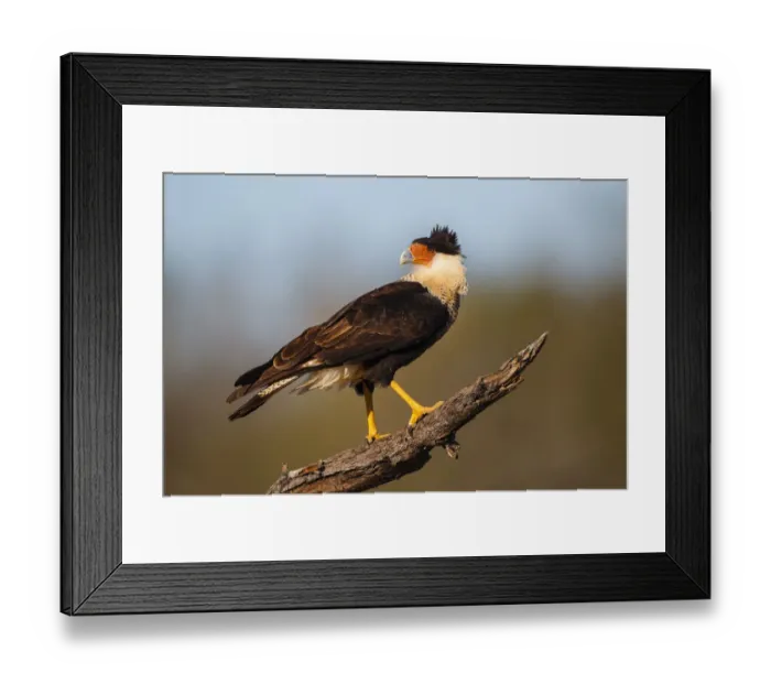 Framed Print : Crested Caracara (Caracara cheriway) perched Framed Print : Crested Caracara (Caracara cheriway) perched