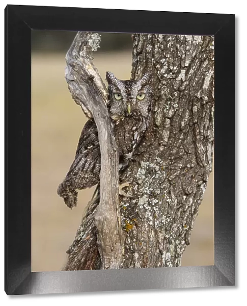 Eastern Screech Owl (Otus asio) roosting in tree