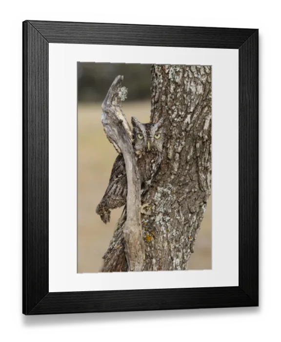 Framed Print : Eastern Screech Owl (Otus asio) roosting in tree
