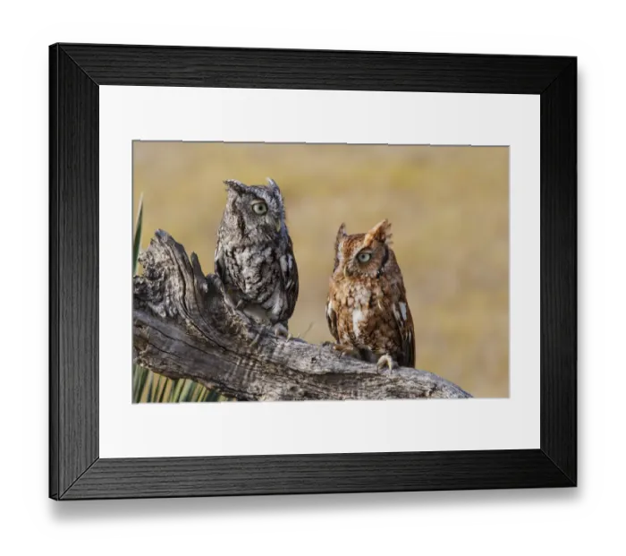 Framed Print : Eastern Screech Owl (Otus asio) roosting in tree Framed Print : Eastern Screech Owl (Otus asio) roosting in tree