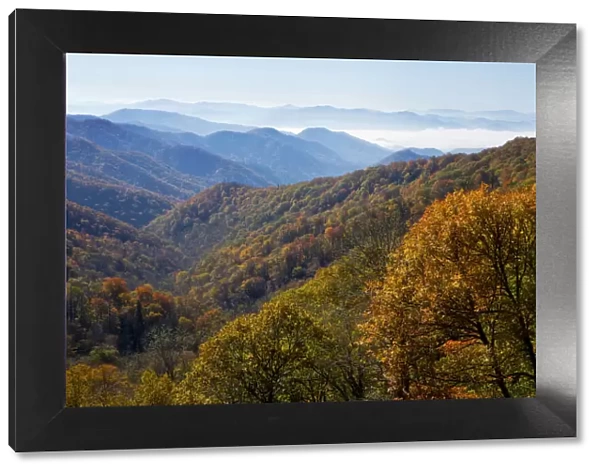 Autumn color on trees, mountain vista, fog in valley, Great Smoky Mountain National Park