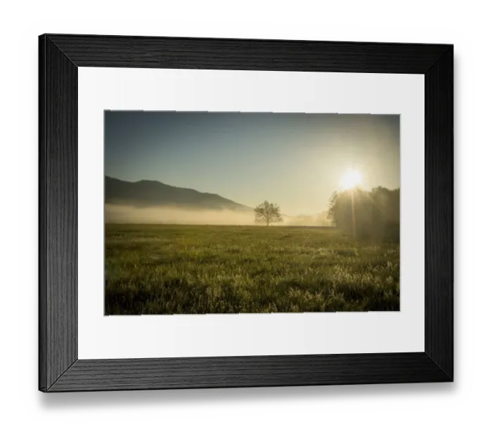 Framed Print : USA, Tennessee, Fog, tree