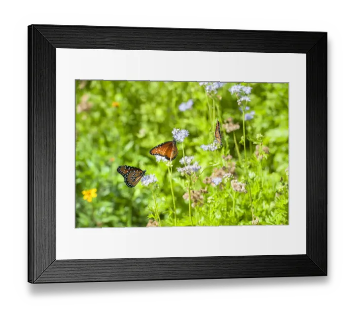 Framed Print : Monarch butterfly on Buttonbush flower, Austin, Texas, USA Framed Print : Monarch butterfly on Buttonbush flower, Austin, Texas, USA
