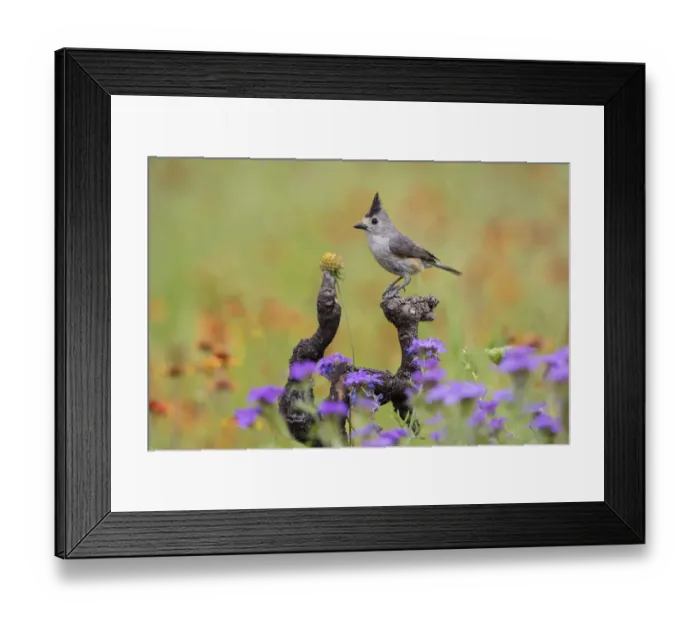 Framed Print : Black-crested Titmouse (Baeolophus atricristatus) perched in wildflowers Framed Print : Black-crested Titmouse (Baeolophus atricristatus) perched in wildflowers