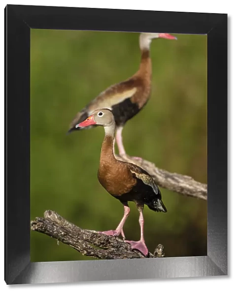 Black-bellied Whistling Duck (Dendrocygnus autumnalis) adult perched in tree