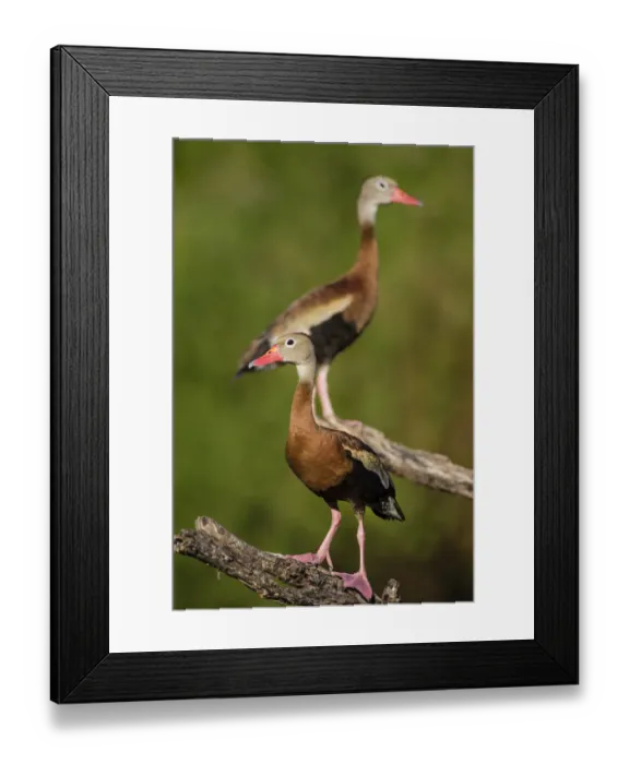 Framed Print : Black-bellied Whistling Duck (Dendrocygnus autumnalis) adult perched in tree