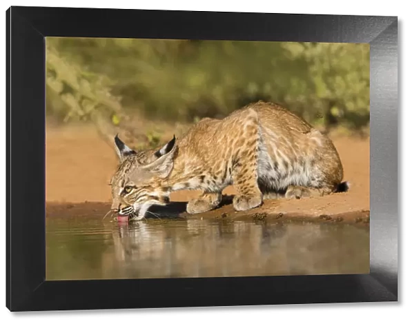 Bobcat (Lynx rufus) drinking