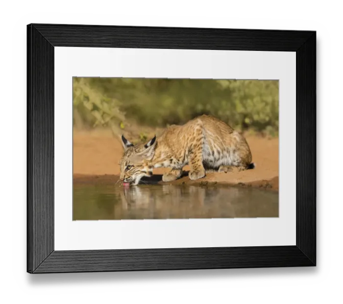 Framed Print : Bobcat (Lynx rufus) drinking Framed Print : Bobcat (Lynx rufus) drinking