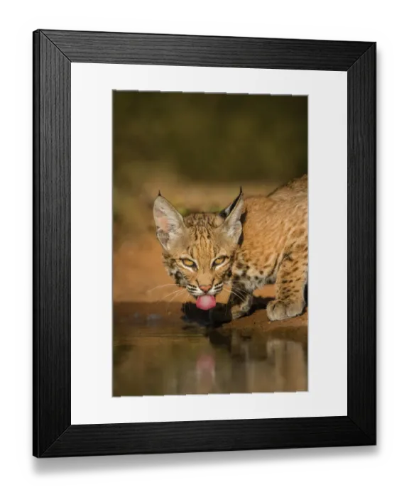 Framed Print : Bobcat (Lynx rufus) drinking Framed Print : Bobcat (Lynx rufus) drinking