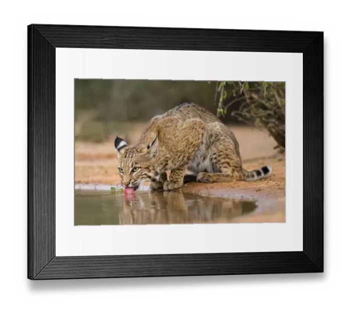 Framed Print : Bobcat (Lynx rufus) drinking
