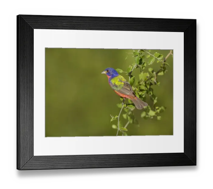 Framed Print : Painted Bunting (Passerina ciris) male perched in bush