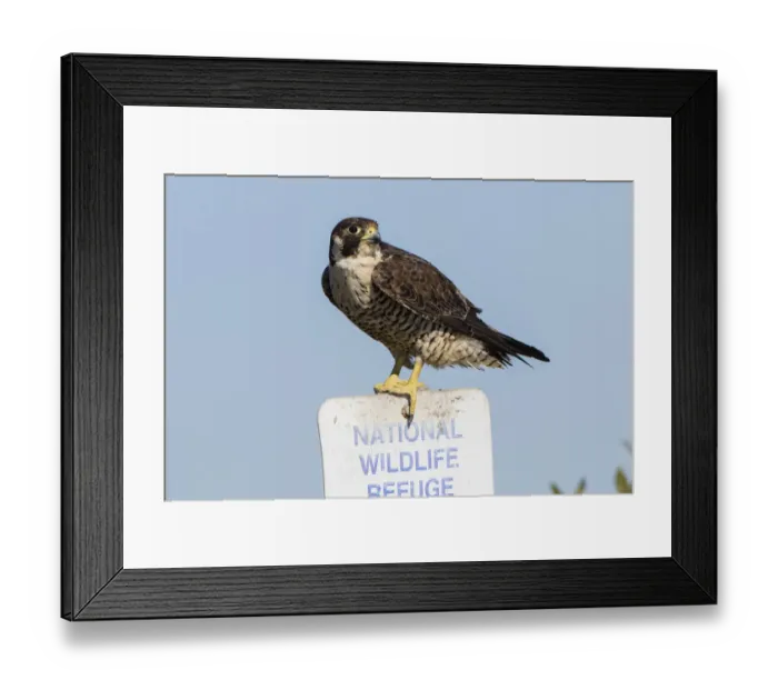 Framed Print : Peregrine Falcon (Falcon peregrinus) adult perched Framed Print : Peregrine Falcon (Falcon peregrinus) adult perched