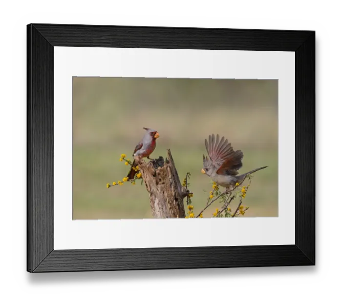 Framed Print : Pyrrhuxolia (Cardinalis sinuatus) pair feeding Framed Print : Pyrrhuxolia (Cardinalis sinuatus) pair feeding