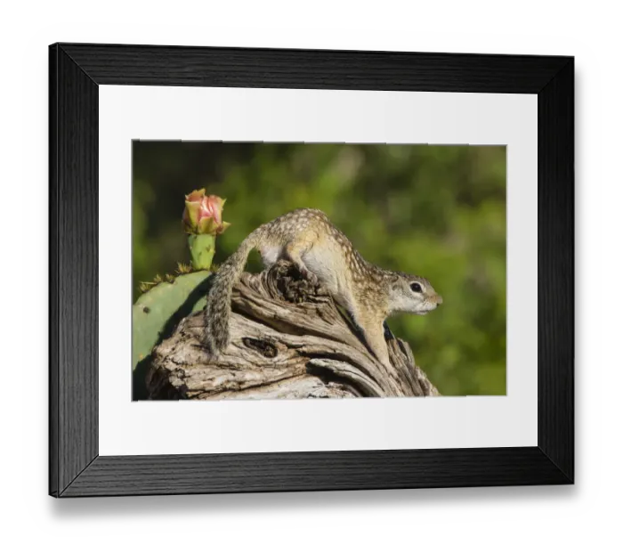 Framed Print : Mexican Groundsquirrel [now Rio Grande Ground Squirre] (Ictidomys parvidens) climbing log